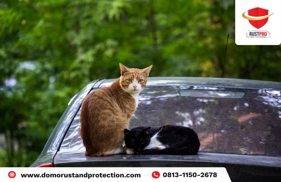 Mobil Baret Karena Kucing, Inilah Cara Mengatasinya