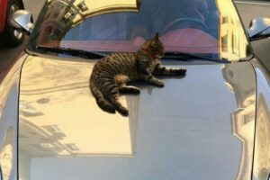 Cara agar Kucing Tidak Naik ke Body Mobil